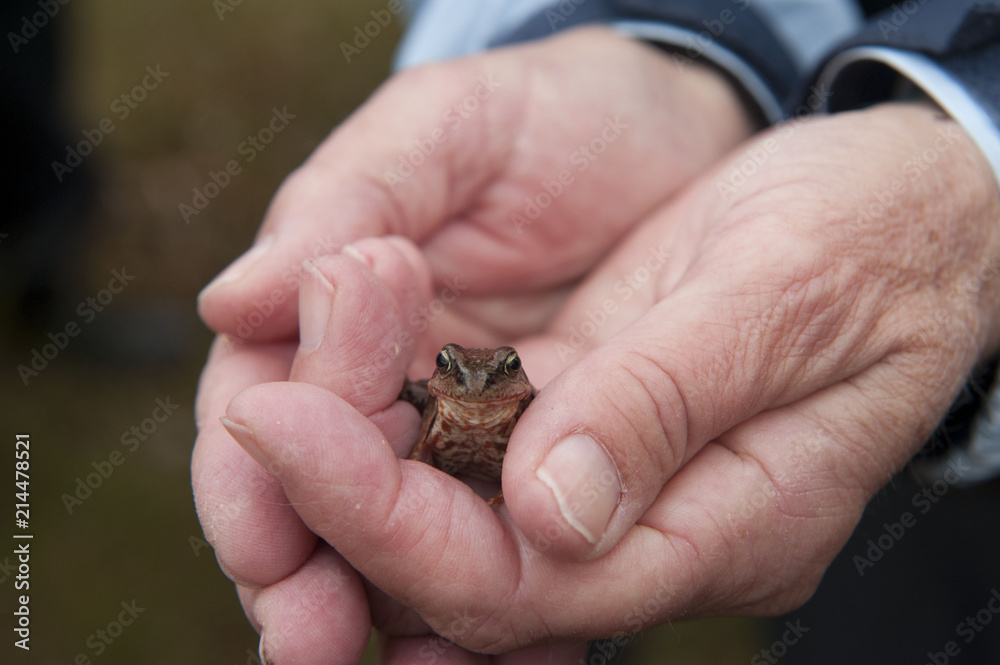A closeup of a tiny frog in a man's hands in Norway A closeup of a tiny frog in a man's hands in Norway
