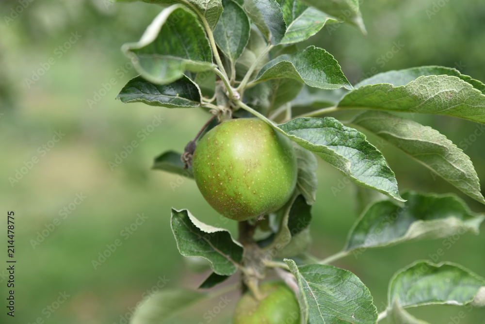 Pomme verte Pomme verte
