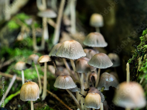Inky Cab mushroom