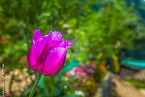 opium flower was planted for the show in Hmong tribal village in a valley of Doi Pui to Doi Suthep National Park Chiang Mai Thailand. In the past hill tribe people have been occupied with opium..