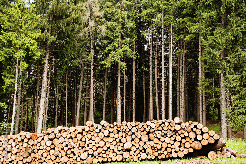 Tronchi di legna accatastati Stock Photo | Adobe Stock