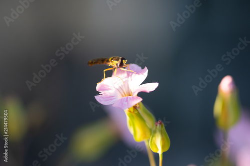 Schwebfliege auf Blüte photo