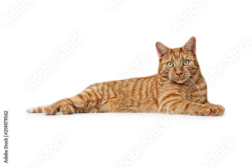 Cute ginger cat lies on the ground and looking to the camera - Side view isolated on white..