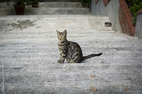 street cat sitting in the stairwell