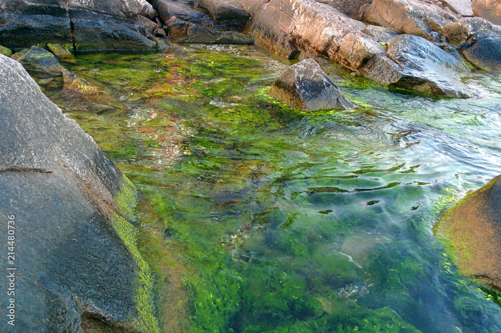 Obraz premium Green and brown algae in clear sea water near rocks