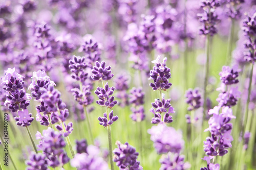 Violet lavender blooming fields in furano, hokaido, japan.Closeup focus ,flowers background. © pattawin