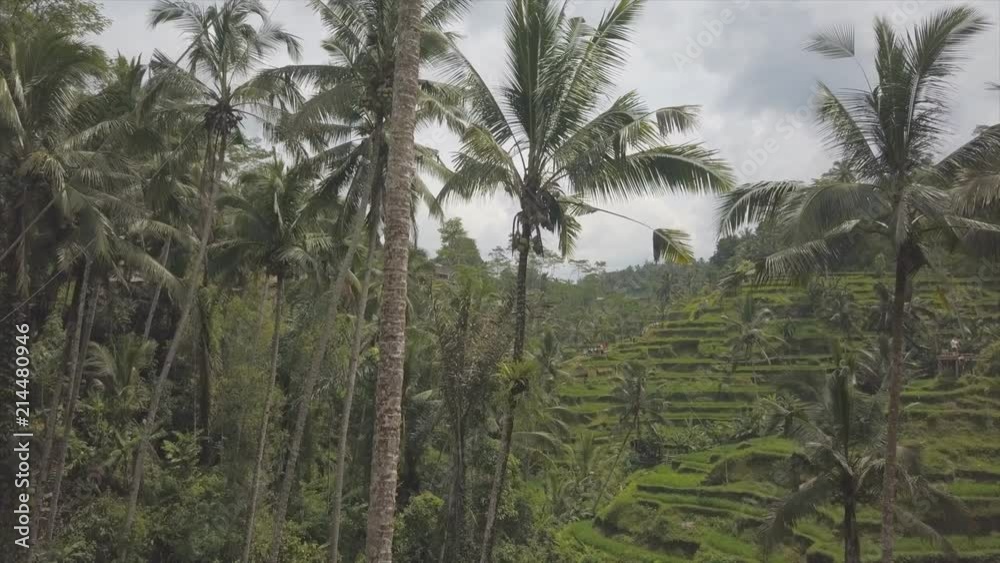 Aerial of rice fields in Bali Indonesia Aerial of rice fields in Bali Indonesia