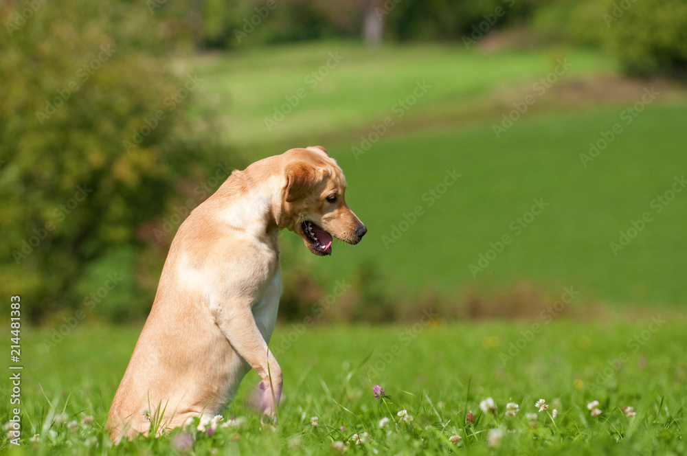 Labrador Retriever springt in eine Wiese Labrador Retriever springt in eine Wiese