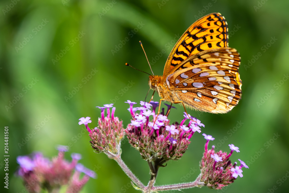 Obraz premium Sweet spot 3