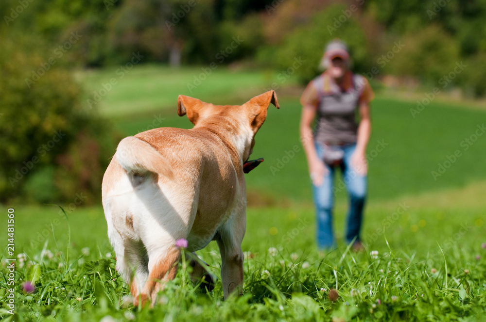 Labrador Retriever wird gerufen Labrador Retriever wird gerufen