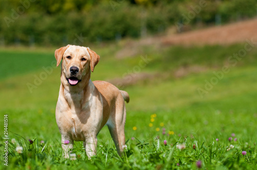 Stehender Labrador Retriever in einer Sommerwiese