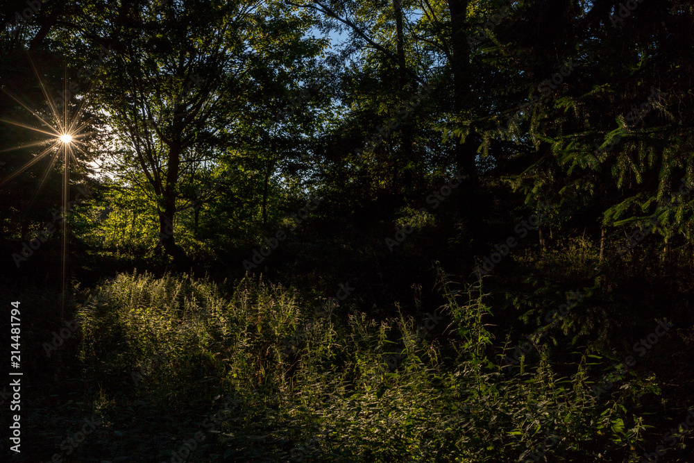 Abendsonne im Wald Abendsonne im Wald