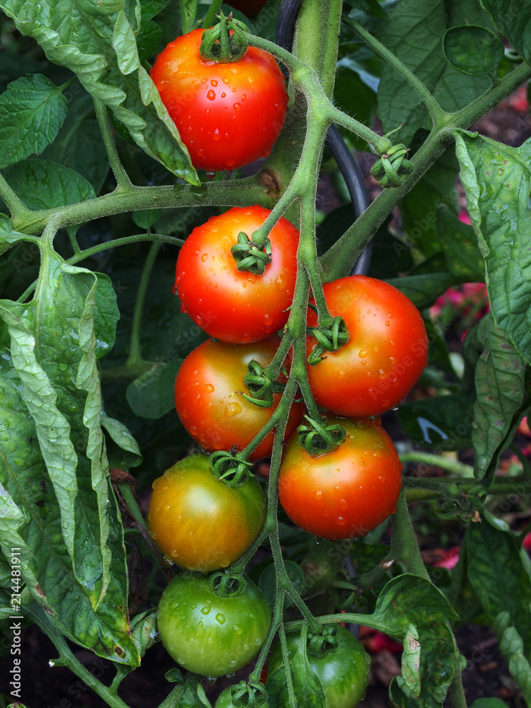 Erntereife Tomaten im Garten