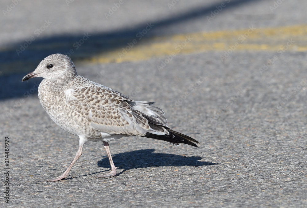 Obraz premium Young Seagull