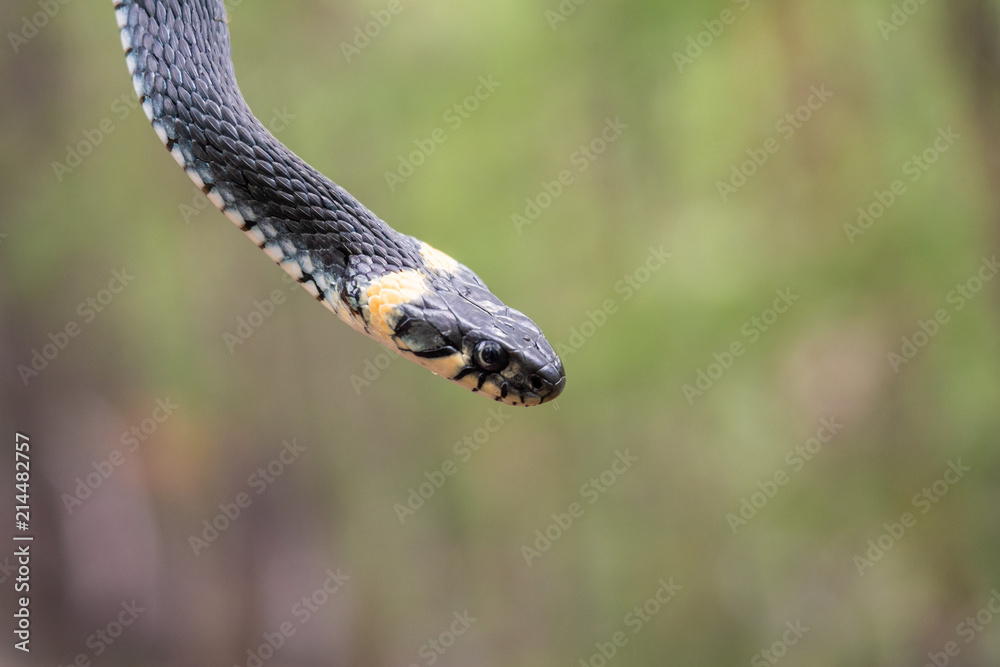 Close up portrait of a garter snake with copy space Close up portrait of a garter snake with copy space