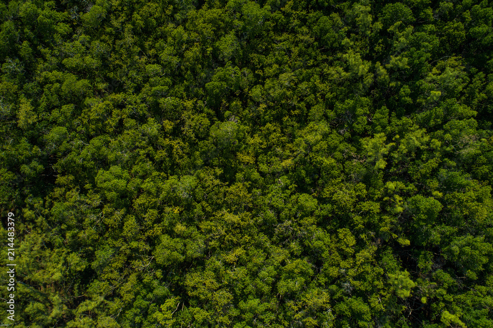 Aerial drone image of a forest or woods