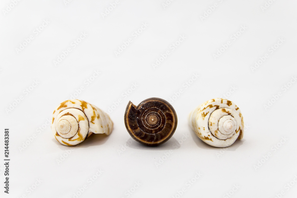 Tre conchiglie isolate su bianco Tre conchiglie isolate su bianco