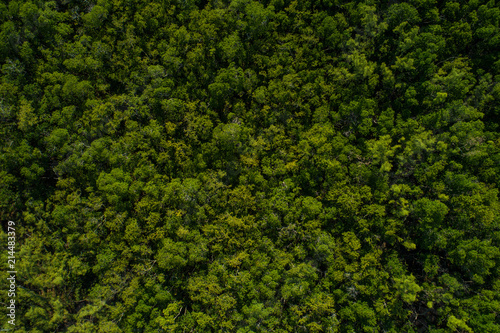 Aerial drone image of a forest or woods