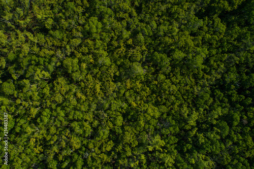 Aerial over forest of woods