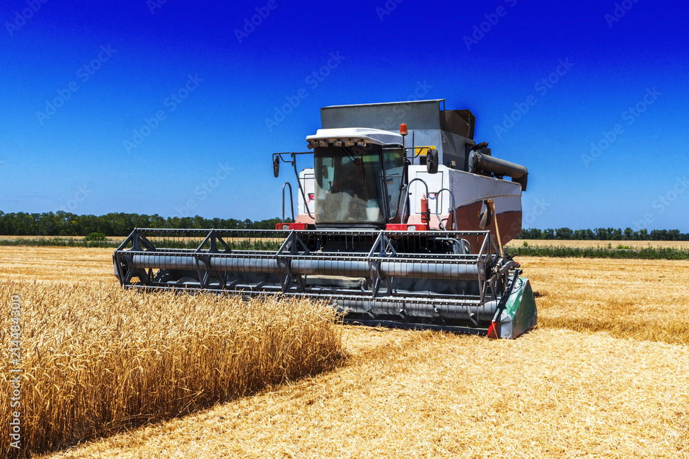 Obraz premium Harvester machine to harvest wheat field working. Combine harvester agriculture machine harvesting golden ripe wheat field. Agriculture
