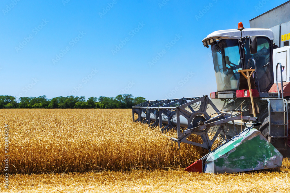 Fototapeta premium Harvester machine to harvest wheat field working. Combine harvester agriculture machine harvesting golden ripe wheat field. Agriculture
