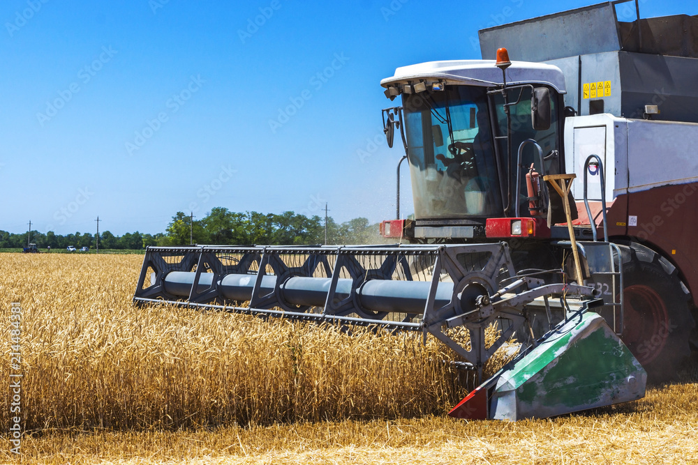 Fototapeta premium Harvester machine to harvest wheat field working. Combine harvester agriculture machine harvesting golden ripe wheat field. Agriculture