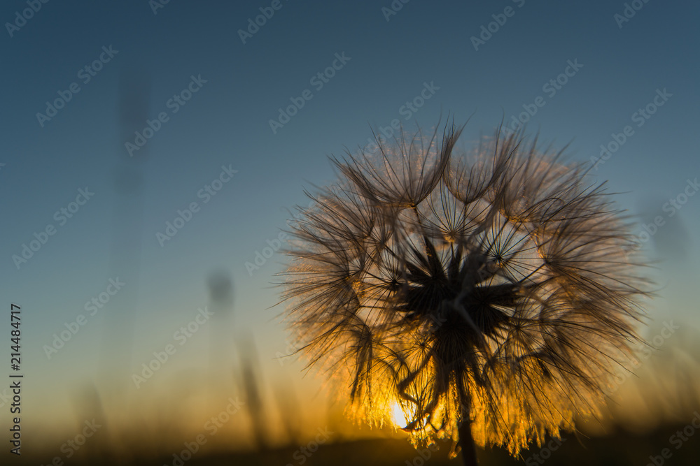 Fluffy dandelion at sunset