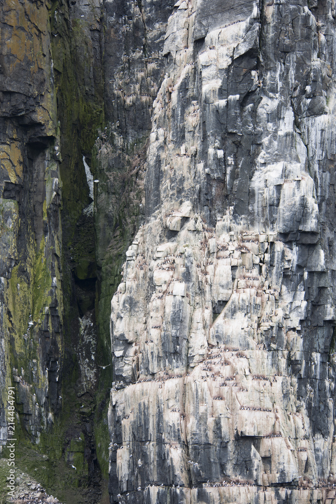 Colony of penguins climbing to the top of the mountain Arctic Colony of penguins climbing to the top of the mountain Arctic