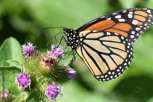 Monarch Butterfly feeding on Purple Wildflower in Morning Summer time