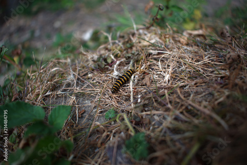 Caterpillar