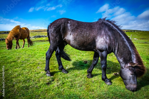 Highland horse at Scotland  Shetland Islands