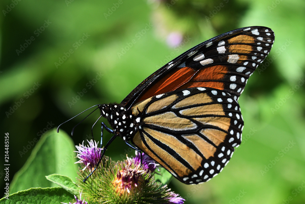 Monarch Butterfly close up feeling on Purple Flower Monarch Butterfly close up feeling on Purple Flower