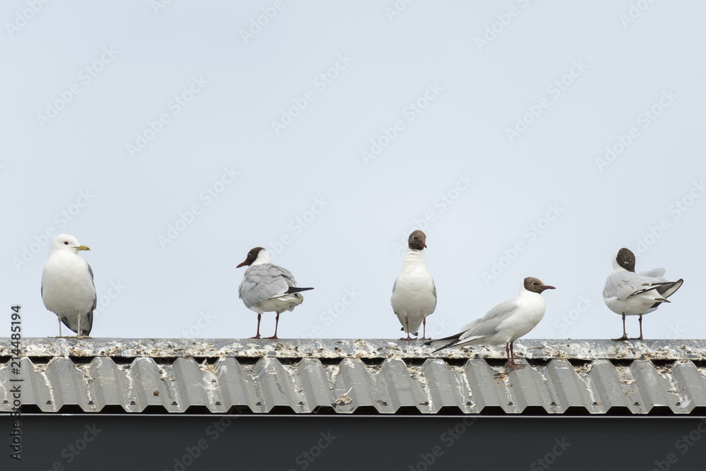 Common gull and Black-headed gulls on roof Common gull and Black-headed gulls on roof