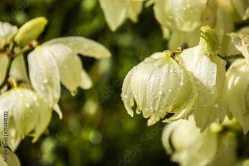 Water drops on the garden yucca flowers - closeup