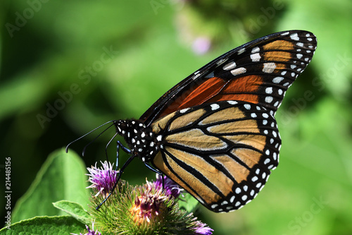 Monarch Butterfly close up feeling on Purple Flower 