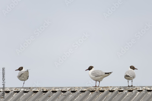 Wallpaper Mural Three Black-headed gulls standing on roof Torontodigital.ca