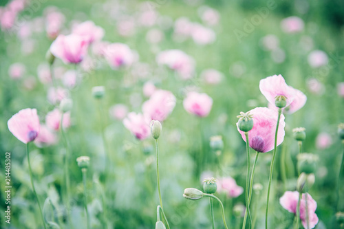 Fototapeta Naklejka Na Ścianę i Meble -  Field of pink poppy flowers in summer. Flower background.