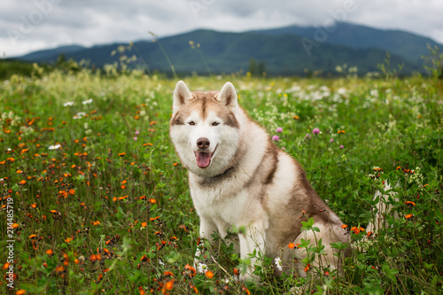 Portrait of gorgeous beige and white dog breed siberian husky is in the flower field in summer