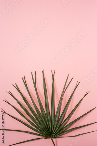 Leaf of tropical plant inside in pink background.Isolated