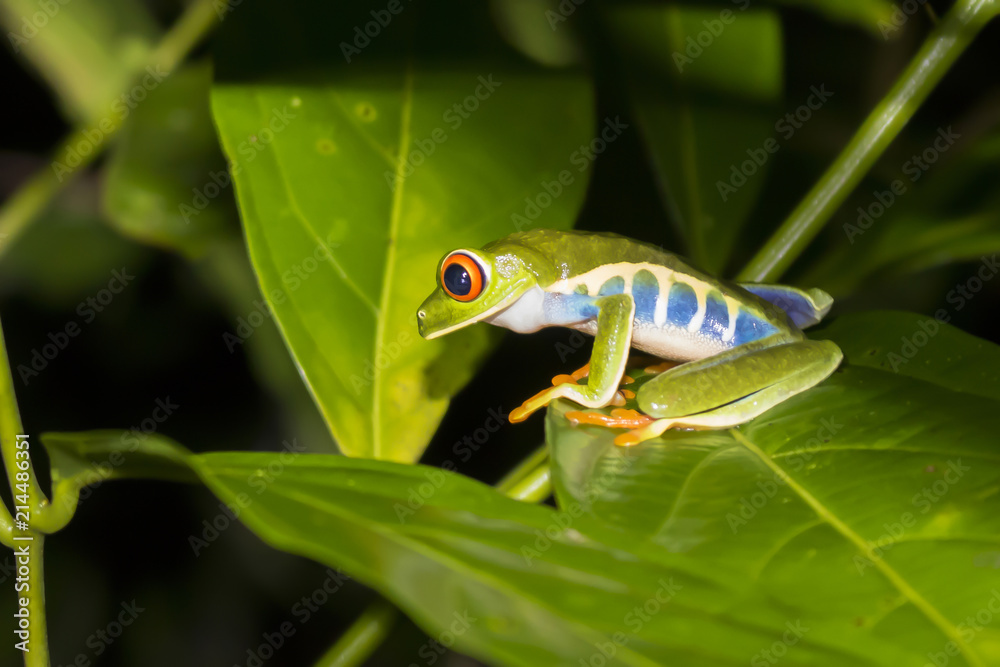 Close Up Profile Red Eyed Tree Frog on Leaf in Nighttime Jungle