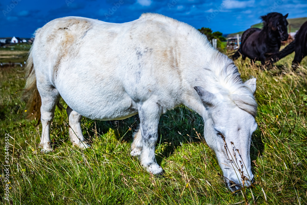 Shetland pony at Scotland, Shetland Islands Shetland pony at Scotland, Shetland Islands
