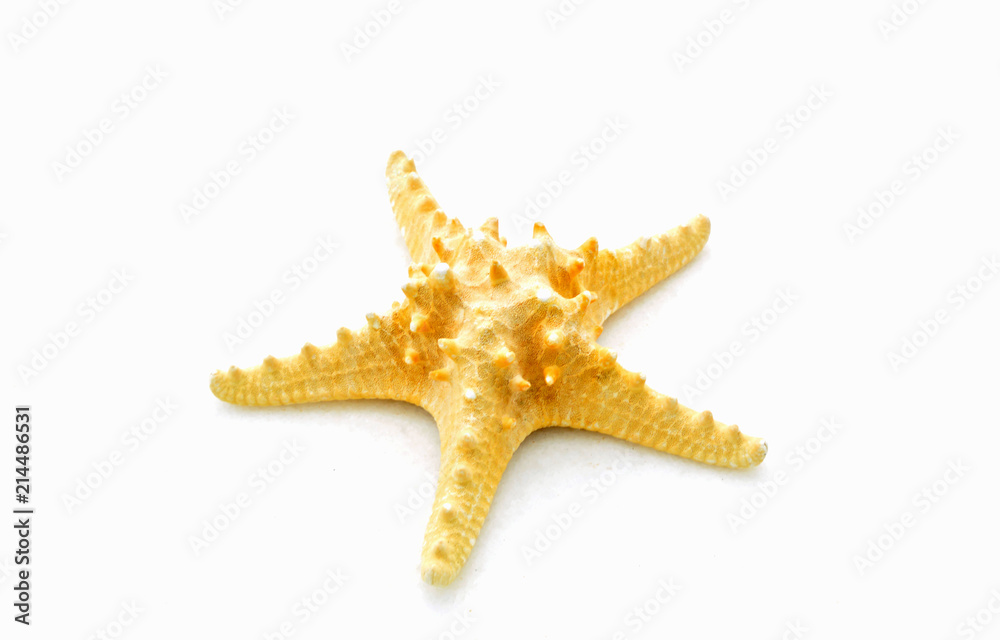 Starfish or sea stars with white background. Starfish or sea stars with white background.