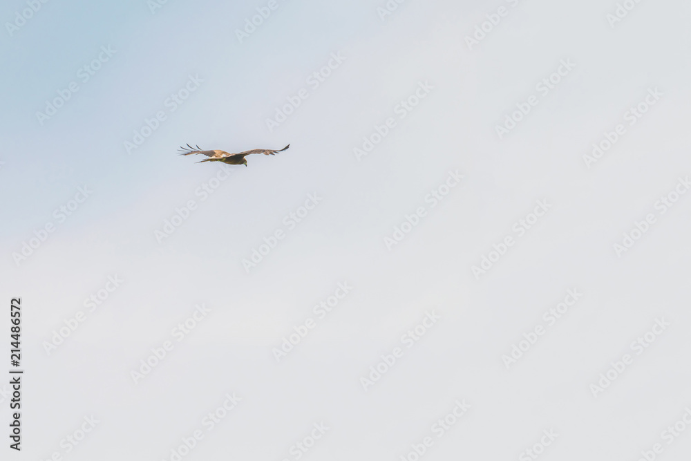 Obraz premium Flying in the sky hawk