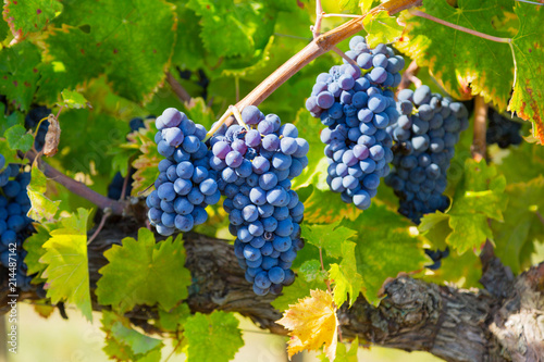 Big cluster of blue grapes on a branch close up