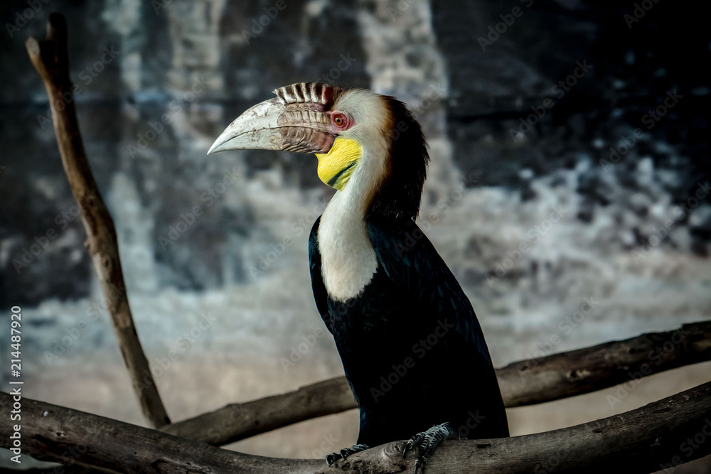 Fototapeta premium Colorful beauty bird in the zoo