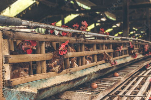 Chickens in the cage on chicken farm. Chicken eggs farm. photo