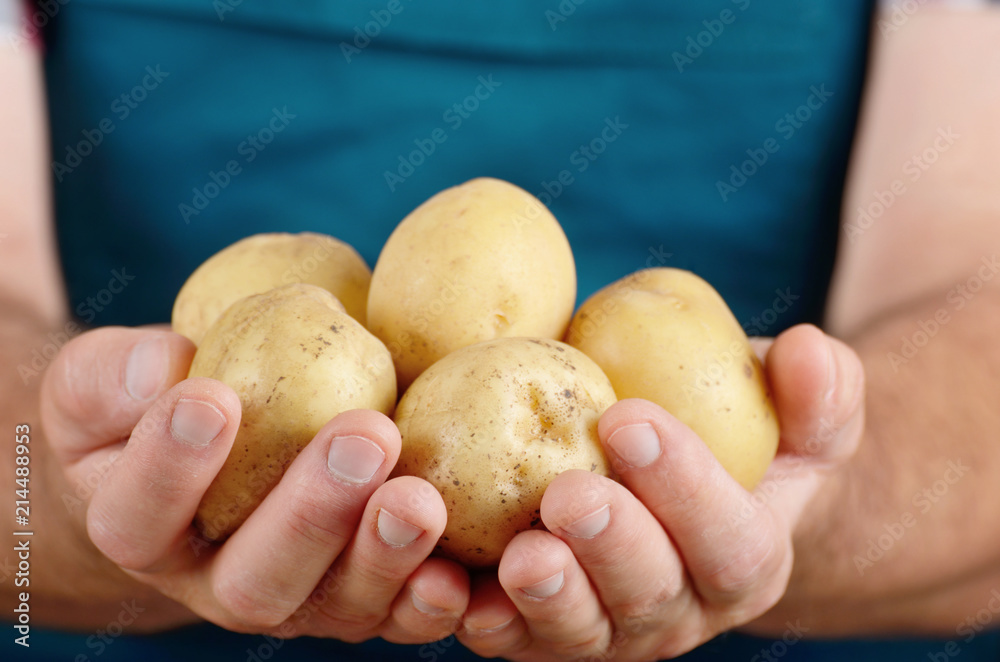 Farmer hold fresh organic potatoes in his hands. Vegetable harvest concept Farmer hold fresh organic potatoes in his hands. Vegetable harvest concept