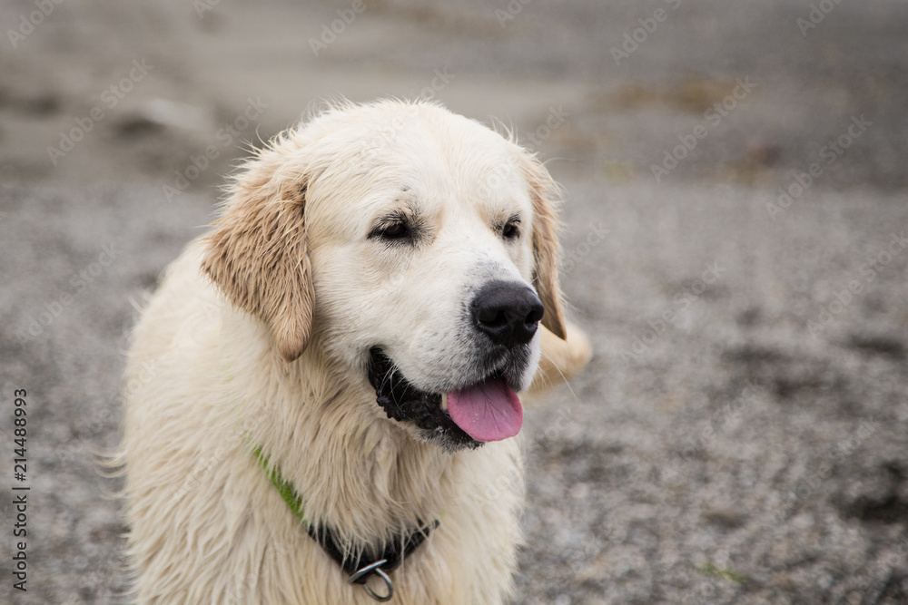 Close-up Portrait of wet and happy dog breed golden retriever on the sea shore. Close-up Portrait of wet and happy dog breed golden retriever on the sea shore.