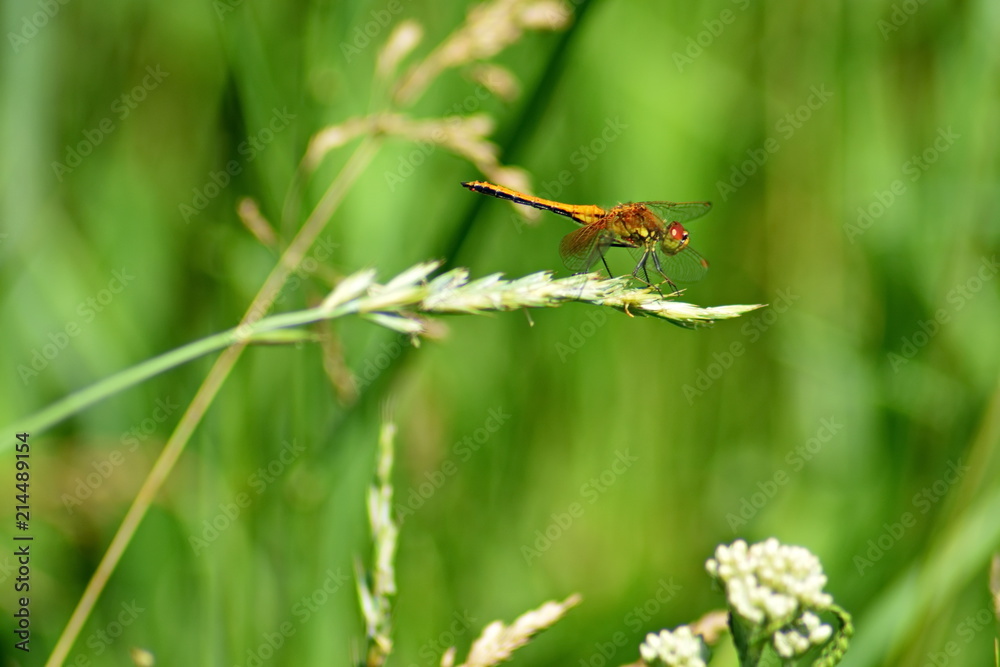 Dragonfly on a stalk of grass. Green Background