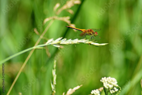 Dragonfly on a stalk of grass. Green Background